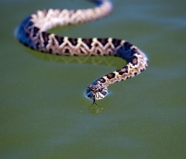 A rattlesnake we found swimming in a channel--a cool edition to an epic day. Photo: Aaron Snell