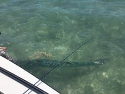 One of two large tarpon on a steady but challenging day. Ian Slater guiding/photo