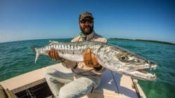 John Benvenuto guided to this large cuda on fly (and film). Photo Frankie Marion