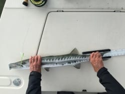 Steve measures the first fish of the 2016 Cuda Bowl. Guiding/photo courtesy John Benvenuto