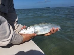 A bonefish followed the permit, heading toward a December slam. Photo/guiding Ian Slater