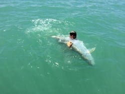 After the fish got away from us before it was fully revived, it swam off and needed to be righted. This is what happened once it got its legs back and bucked away. Photo/guiding John O'Hearn