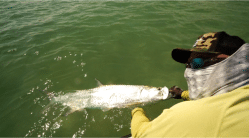 Tedward Grabberhands Margo grabs a smaller tarpon for a finish to an epic day. Photo/guiding John O'Hearn