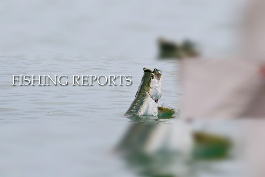 Home The Angling Company