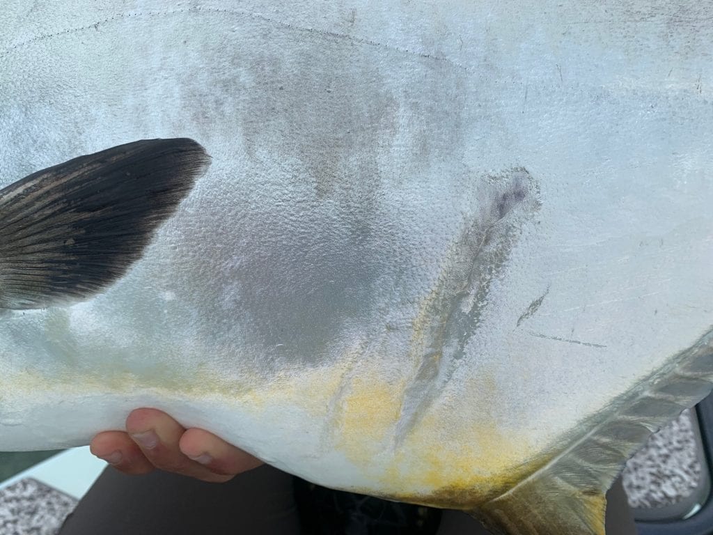 A close up of a healed scar on a permit side. Photo Nathaniel Linville, guiding/casting Ian Slater